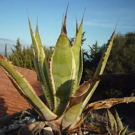 Bed & Breakfast Casa D' Artista 4*